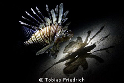 Lionfish and it's shaddow. by Tobias Friedrich 